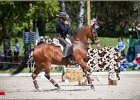 Pferd International 063